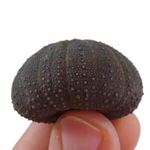 Stomechinus bigranularis