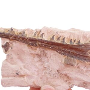 Tethysaurus nopcsai
