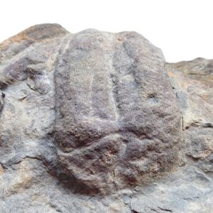 Rusophycus carleyi