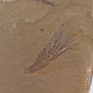Dictyonema sp.