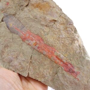 Destombesiceras zagorense