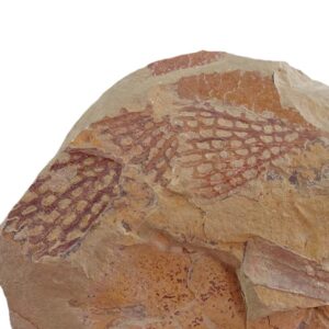 Araneograptus murrayi