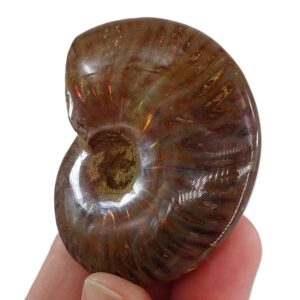 Cleoniceras besairiei
