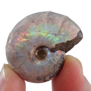 Desmoceras latidorsatum