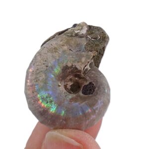 Desmoceras latidorsatum