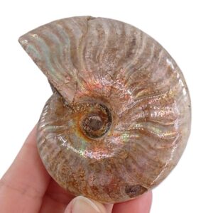 Cleoniceras besairiei