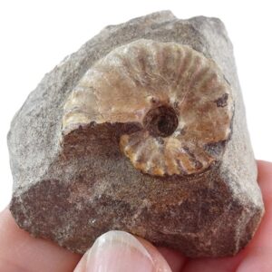 Barroisiceras onilahyense