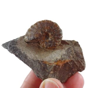 Barroisiceras onilahyense