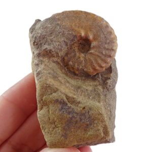 Barroisiceras onilahyense