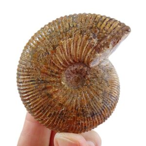 Epimayaites falcoides  VENDIDO