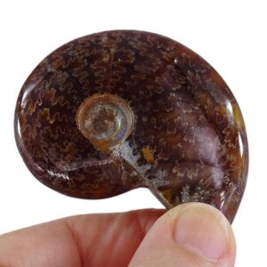 Cleoniceras besairiei