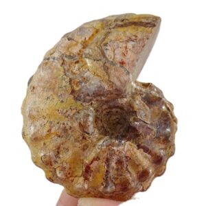 Barroisiceras onilahyense