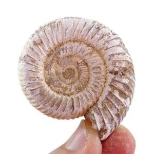 Perisphinctes (Prososphinctes) virguloides