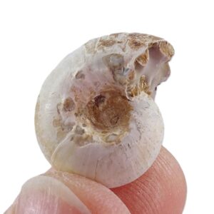 Orthaspidoceras sp.