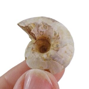 Orthaspidoceras sp.