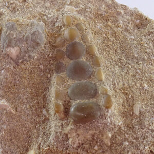 Phacodus punctatus