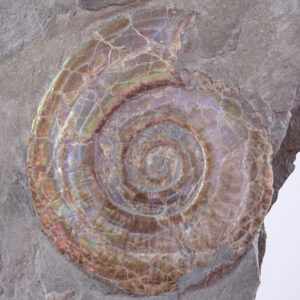 Psiloceras planorbis