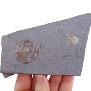 Psiloceras planorbis
