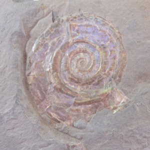 Psiloceras planorbis