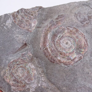 Psiloceras planorbis