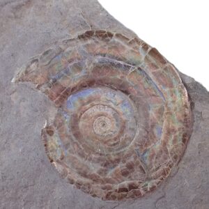Psiloceras planorbis