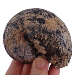 Paracladiscites indicus