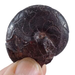 Maenioceras afroterebratum