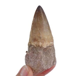 Prognathodon anceps