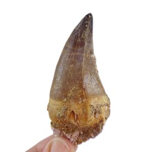 Prognathodon anceps
