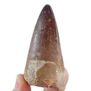 Prognathodon anceps