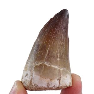 Prognathodon anceps