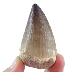 Prognathodon anceps