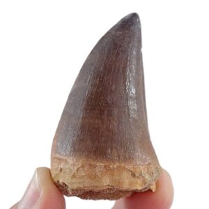 Prognathodon anceps