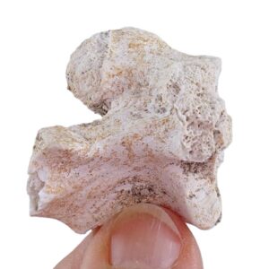 Palaeophis maghrebianus