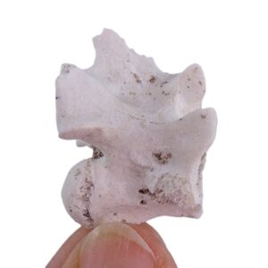 Palaeophis maghrebianus