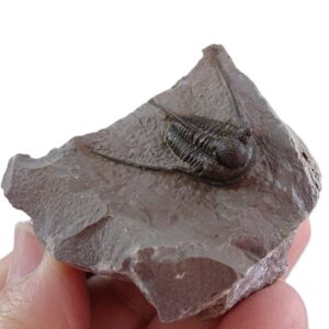Cyphaspis eberhardiei