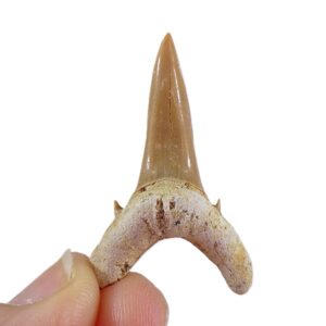 Jaekelotodus robustus var. africanus  VENDIDO