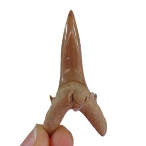 Jaekelotodus robustus var. africanus