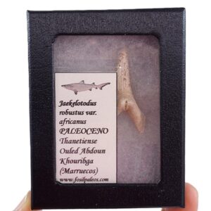 Jaekelotodus robustus var. africanus