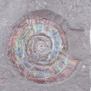 Psiloceras planorbis
