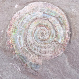 Psiloceras planorbis