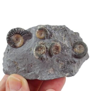 Arnioceras semicostatum y Arnioceras miserabile
