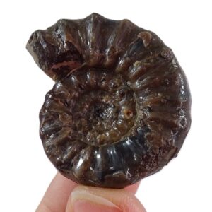 Euagassiceras resupinatum