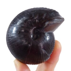 Valanginites nucleus var. wilfridi