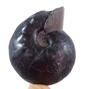 Valanginites nucleus var. wilfridi