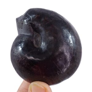 Valanginites nucleus