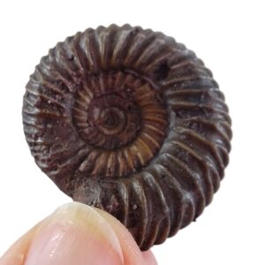 Parkinsonia parkinsoni