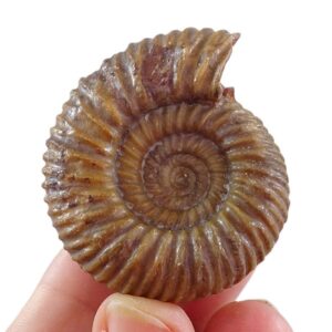 Parkinsonia parkinsoni