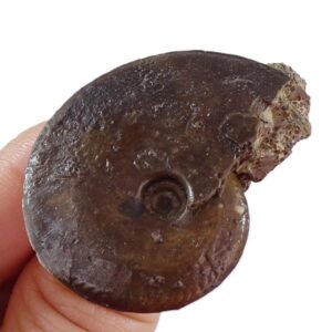 Oxycerites yeovilensis