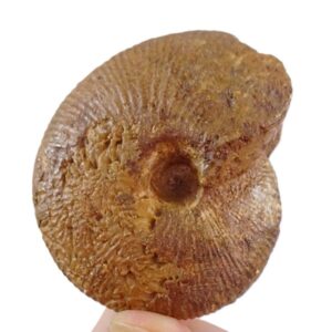 Macrocephalites rotundus